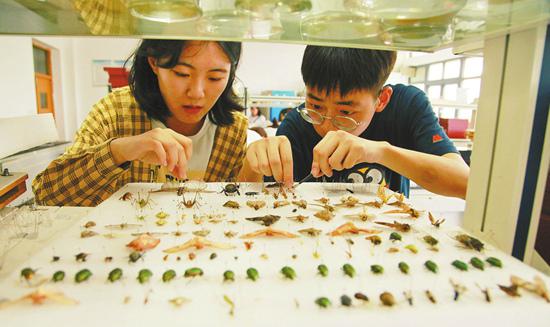 学生在标本室精心制作昆虫标本.