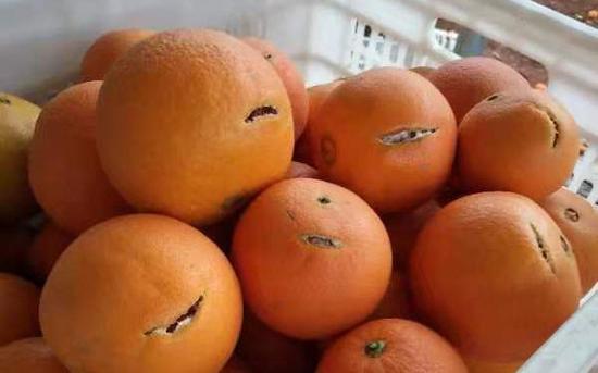 江西近半年干旱天 当地的果树可还好?