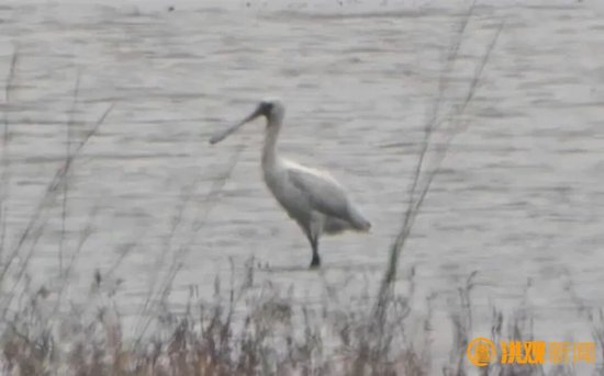 濒危黑脸琵鹭现身鄱阳湿地