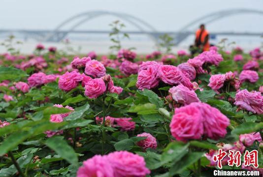 图为五月春时,位于赣江之畔的南昌滨江月季园内,月季花竞相绽放.