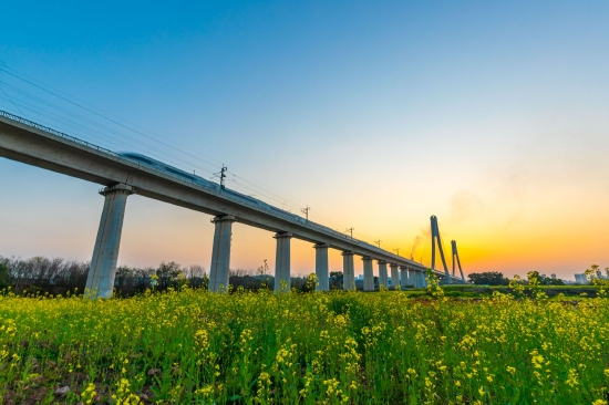 江西赣州的铁路桥下大片油菜花盛开，高铁在花海中追着春天，一路风景一路画！邹阳 摄