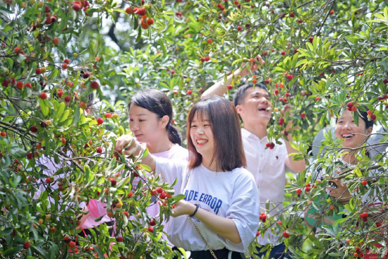 游客在采摘杨梅。
