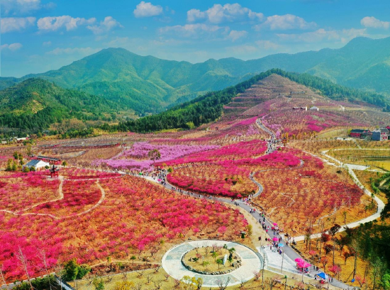 梅花盛开的季节，梅关景区风景宜人。受访者供图
