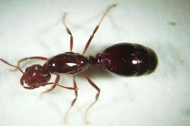 女子被蚂蚁咬一口晕了过去 红火蚁蜇人有多可怕?