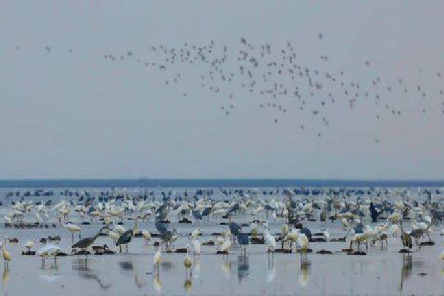 首批越冬候鳥“大軍”抵達(dá)鄱陽(yáng)湖