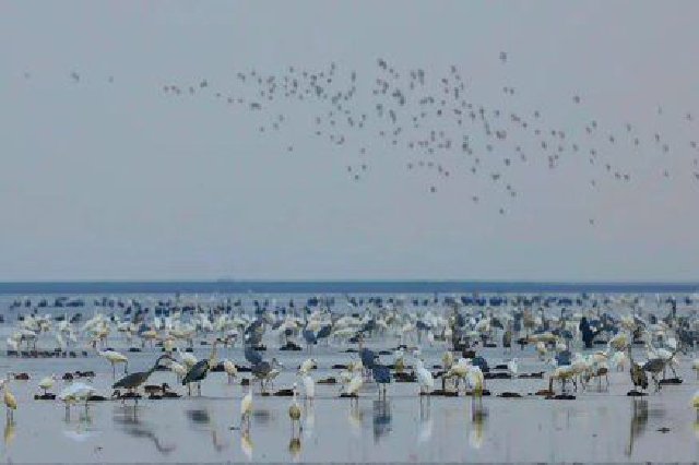 來(lái)鄱陽(yáng)湖看鳥！收下這份觀鳥地圖