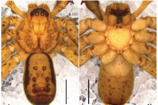 新物种+1，就在江西！