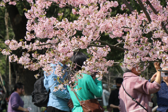 一城春色 樱你而来，一起解锁南昌粉色浪漫！