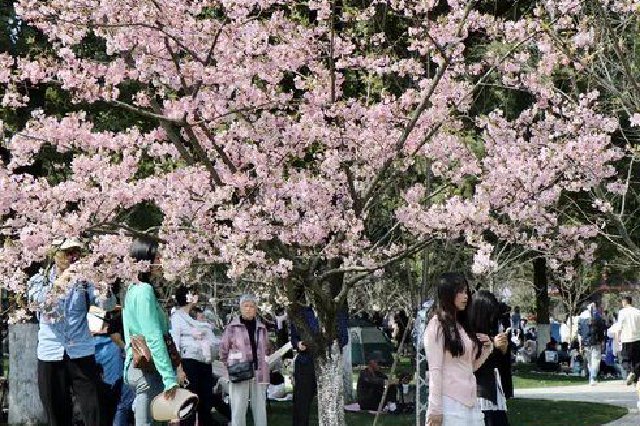 南昌开通多条公交专线一站式带您赏花