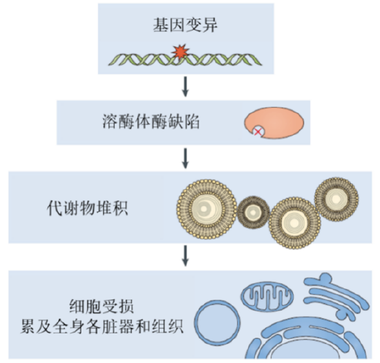 由于该酶的缺陷,导致代谢不了的粘多糖贮积在细胞器溶酶体中