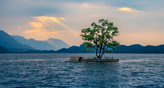 沧海一树
