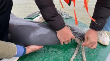 鄱阳湖水域救出了一只江豚