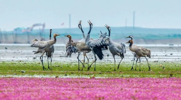 鄱阳湖国家湿地公园，太美了！
