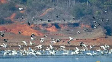 鄱阳湖南矶湿地候鸟成群