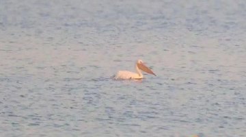 鄱阳湖首录白鹈鹕新种