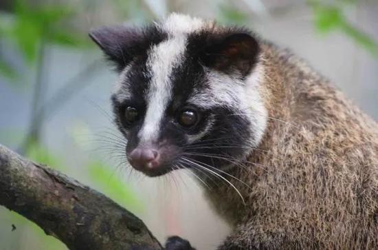 在中国,被吃掉的悲催野味们|南方|野生动物|小麂_新浪新闻