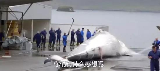 (图为日本近海的捕鲸运动 图源:央视音信)
