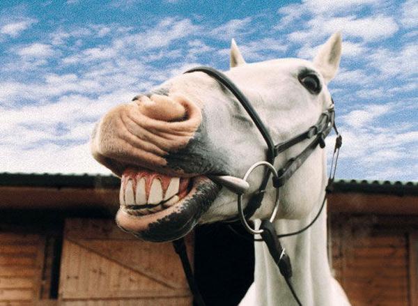 马儿神表情演绎不想上班.这回你躺枪了么?