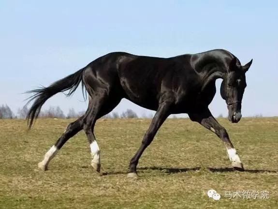 大宛马（汉朝）