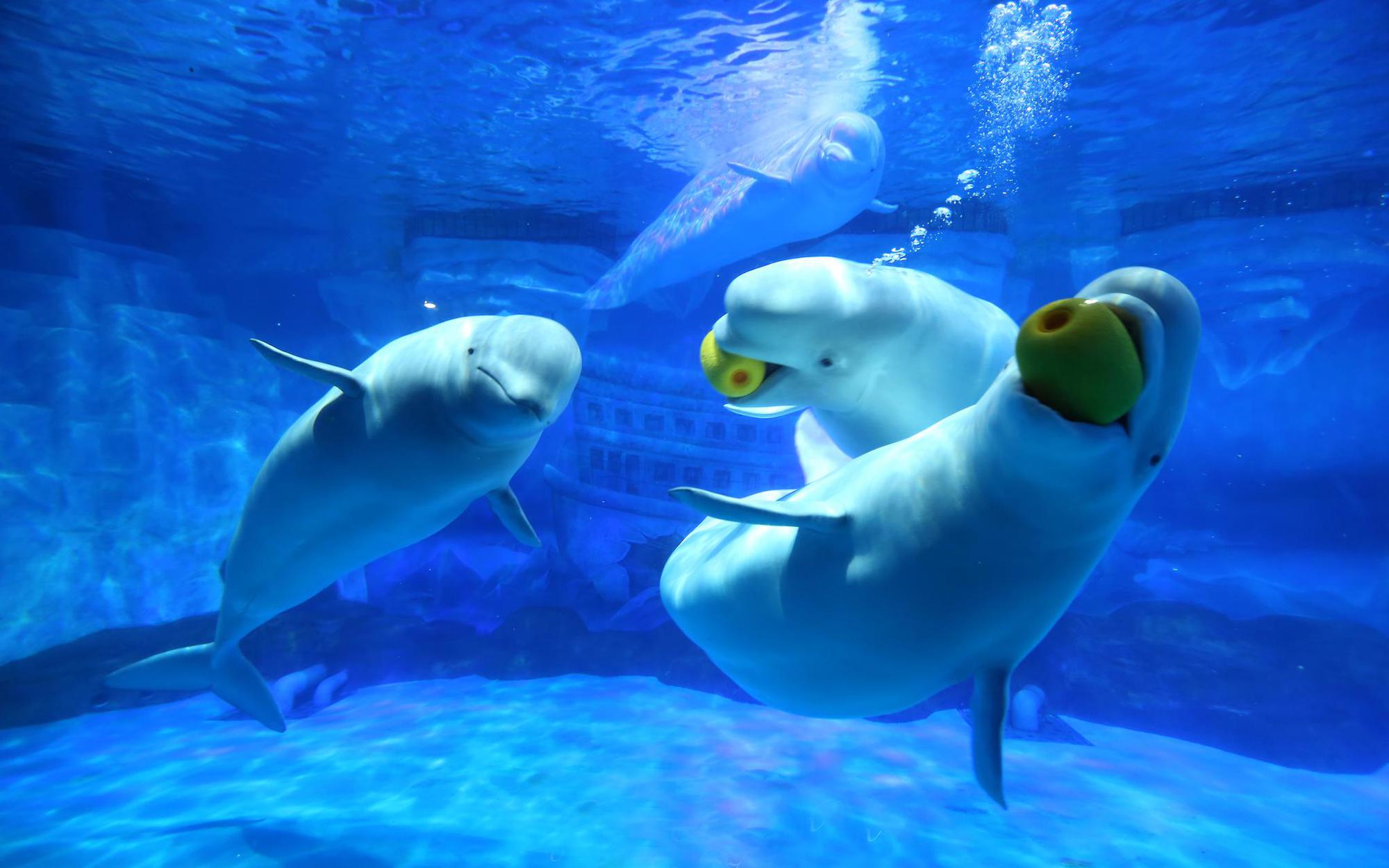 【最美夏季景区】大连老虎滩_高清图集_新浪网