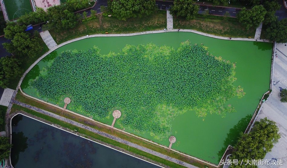 沈阳航拍盛夏荷花池 红花点缀绿叶间