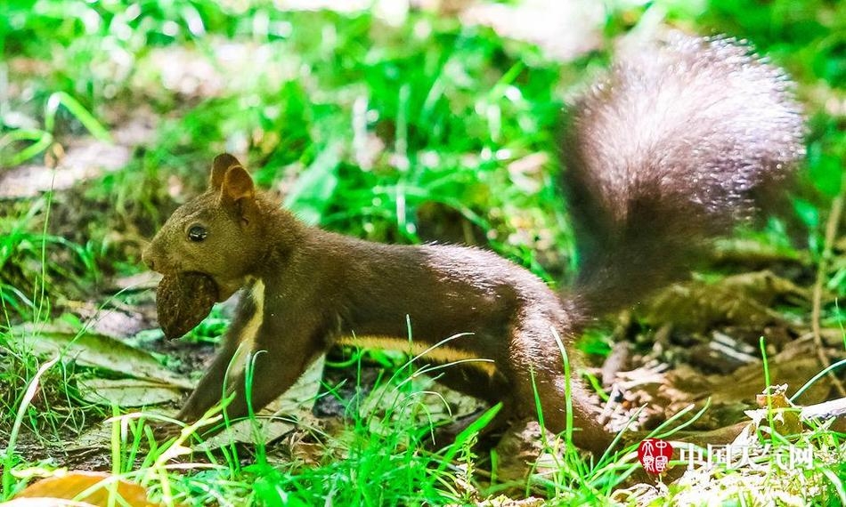 沈阳金秋时节 萌松鼠储粮忙