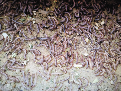 大连一女子房屋围满虫子密密麻麻数不清图