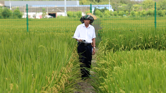 江祺祥教授研发培育的糖一手淇糖米已被国家农业农村部登录为特质农品