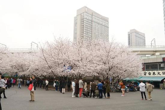 鲁迅公园喊你来看樱花啦