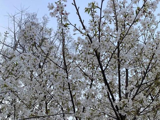 鲁迅公园喊你去赏樱 满树烂漫,如云似霞_新浪上海_新浪网