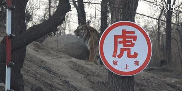 八达岭老虎伤人案现场回访：增设电网