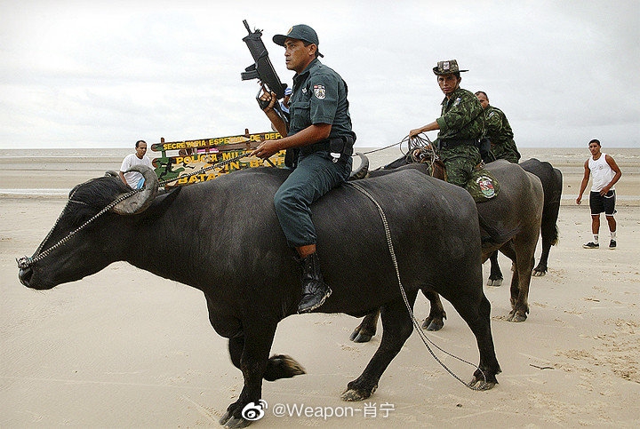 这坐骑真牛骑水牛执行公务的巴西刑警