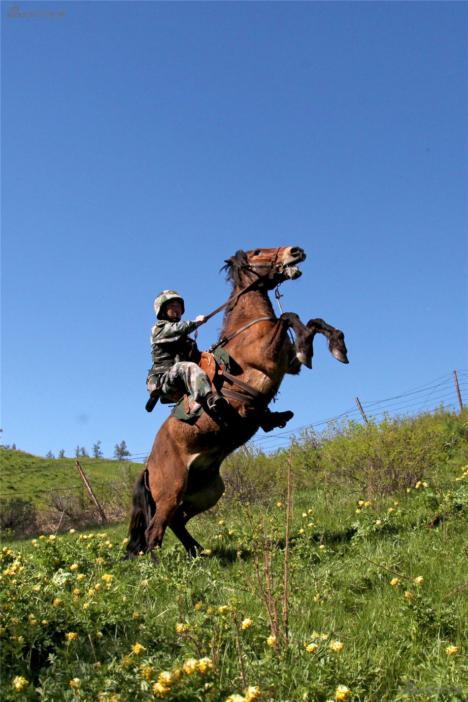 法国赠送中国的骏马来头大曾服役欧洲最强骑兵部队