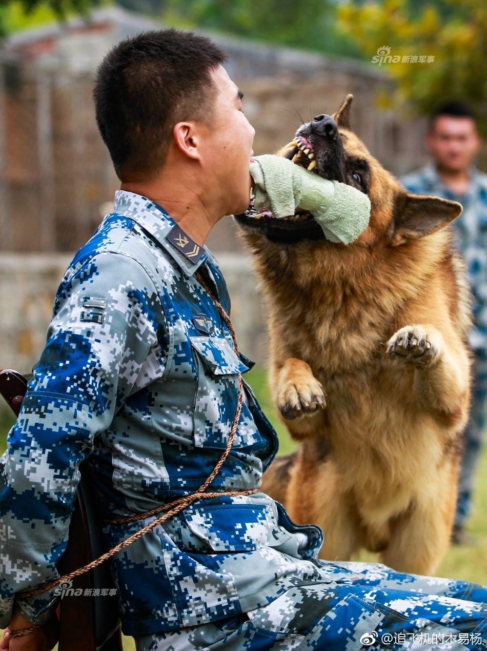 军犬的勇敢和忠诚备受世人称赞退役后不准贩卖宰杀