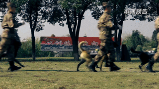 超级犬王强势来袭!军犬沙场炫技上演26秒自主越障