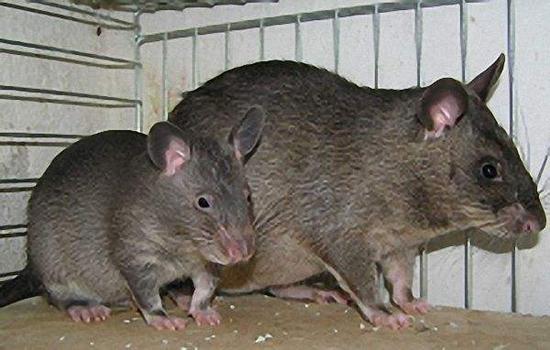 英国警告变异老鼠来袭体长近半米