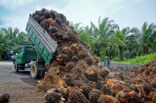 东南亚农民正在整理收获的棕榈