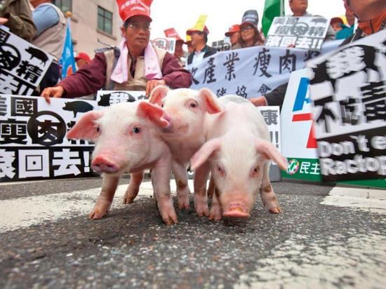 开放进口瘦肉精美猪不久 台湾被美国征收反倾销