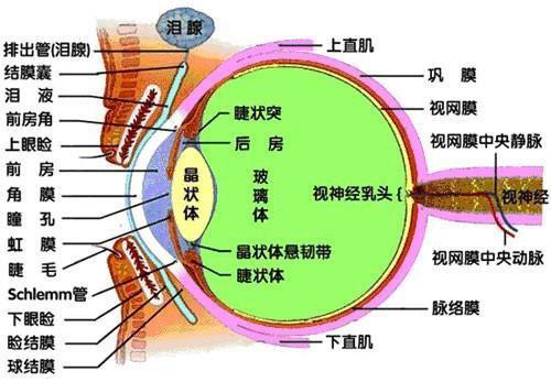 我军95步枪加装瞄准镜后 射击精度为何能大幅提高