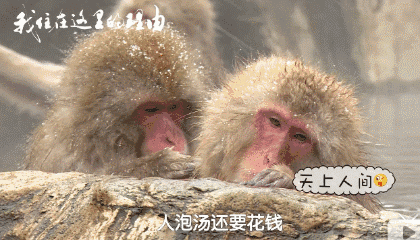 ▲日本最先泡澡的很可能是猴而不是人。。。