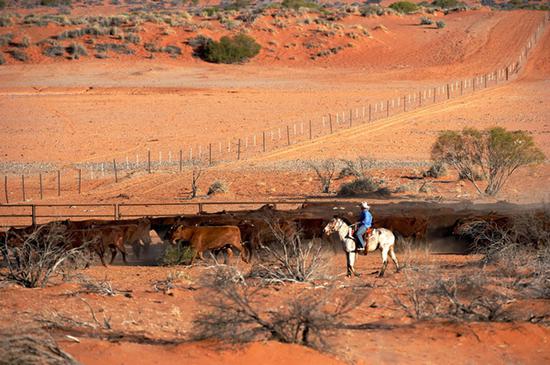 澳大利亚终于同意中资购买最大牧场曾经2度被拒绝