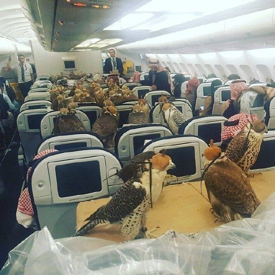沙特王子为自己的80只鹰隼买机票坐飞机