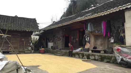 2019年3月18日,李尚可家的院子里晒着刚收获的水稻。 新京报记者 韩茹雪 摄