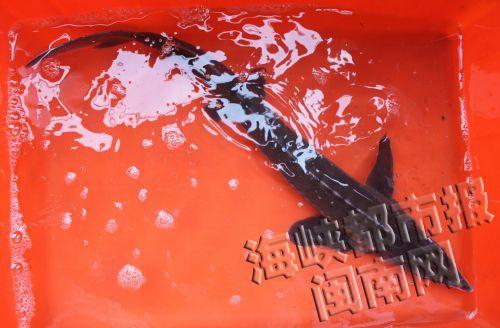 泉州刺桐大桥下惊现中华鲟 为国家一级保护动物_新浪闽南_新浪网