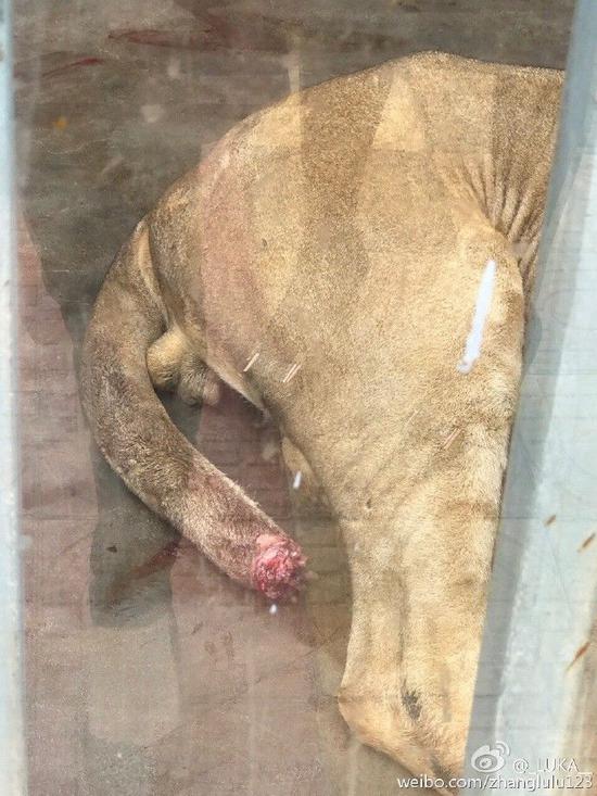 狮子尾巴受伤,满地都是血迹.