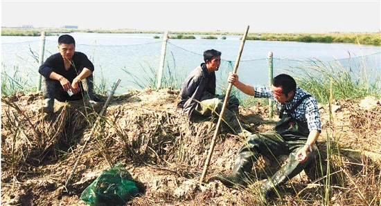 opus电子游艺:杭州湾海涂上张开巨网 牵出一条捕猎野鸭的利益链