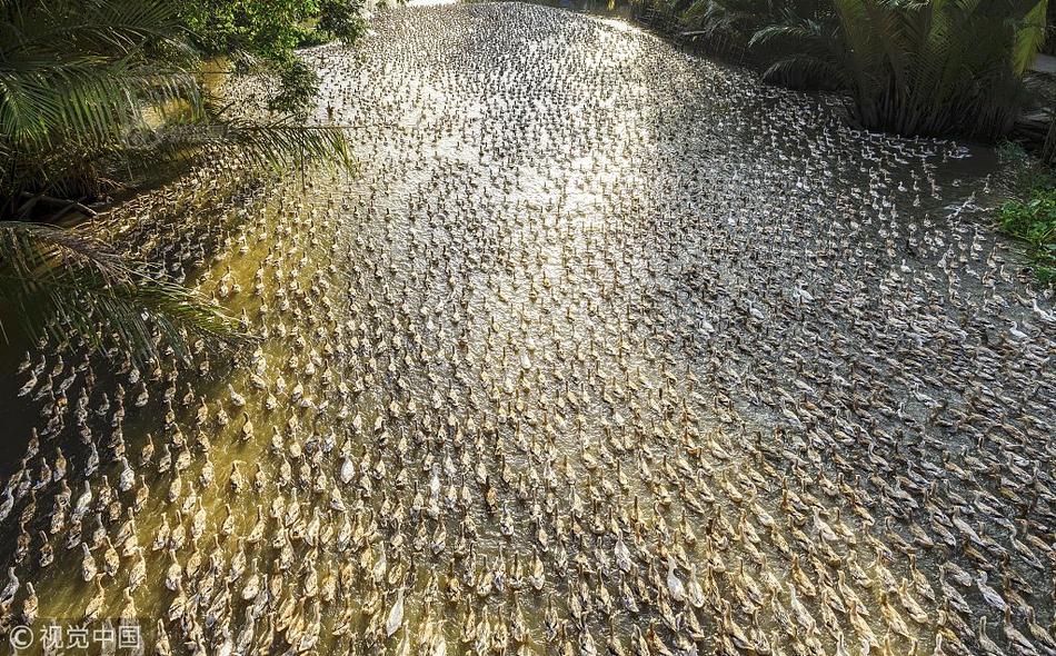 7000只鴨子搬家浩浩蕩蕩佔領整個河面