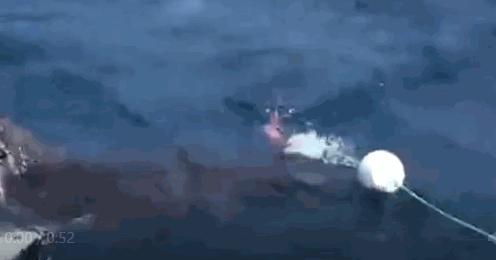 92ed-hzuhxyq1456645.gif