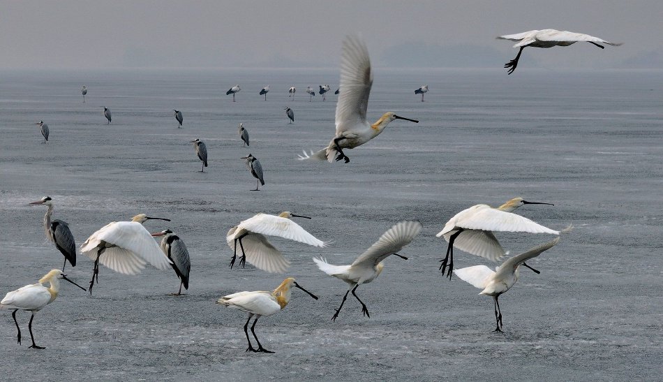 抢亲华纳天价并购背后的程序正义：露华浓规则示意图