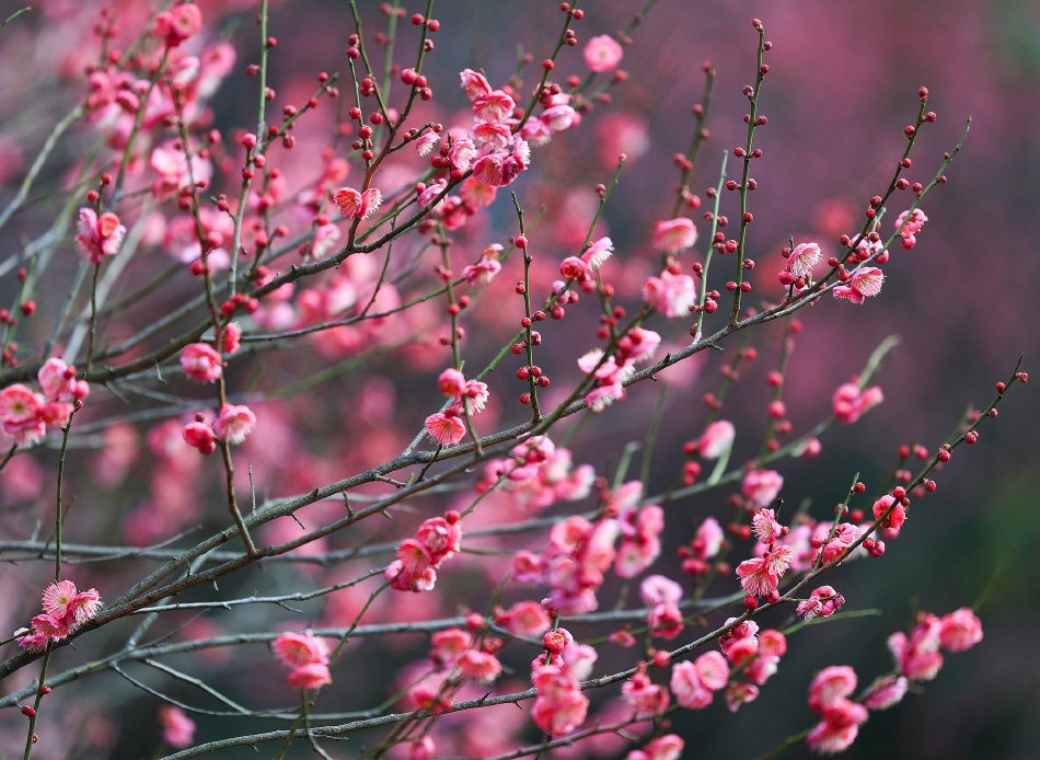 遗产,法院,独居,墓地,虹口区,民政局,上海市,承办人,法定继续人